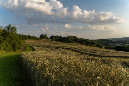 View of a Crop with Wheat in the Countryside 