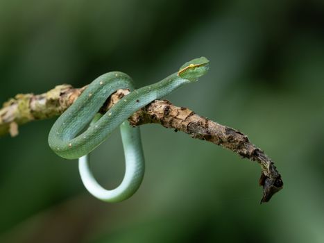 snake photo