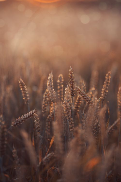 Free Close-up of wheat in a golden field during sunset, evoking serenity and growth. Stock Photo