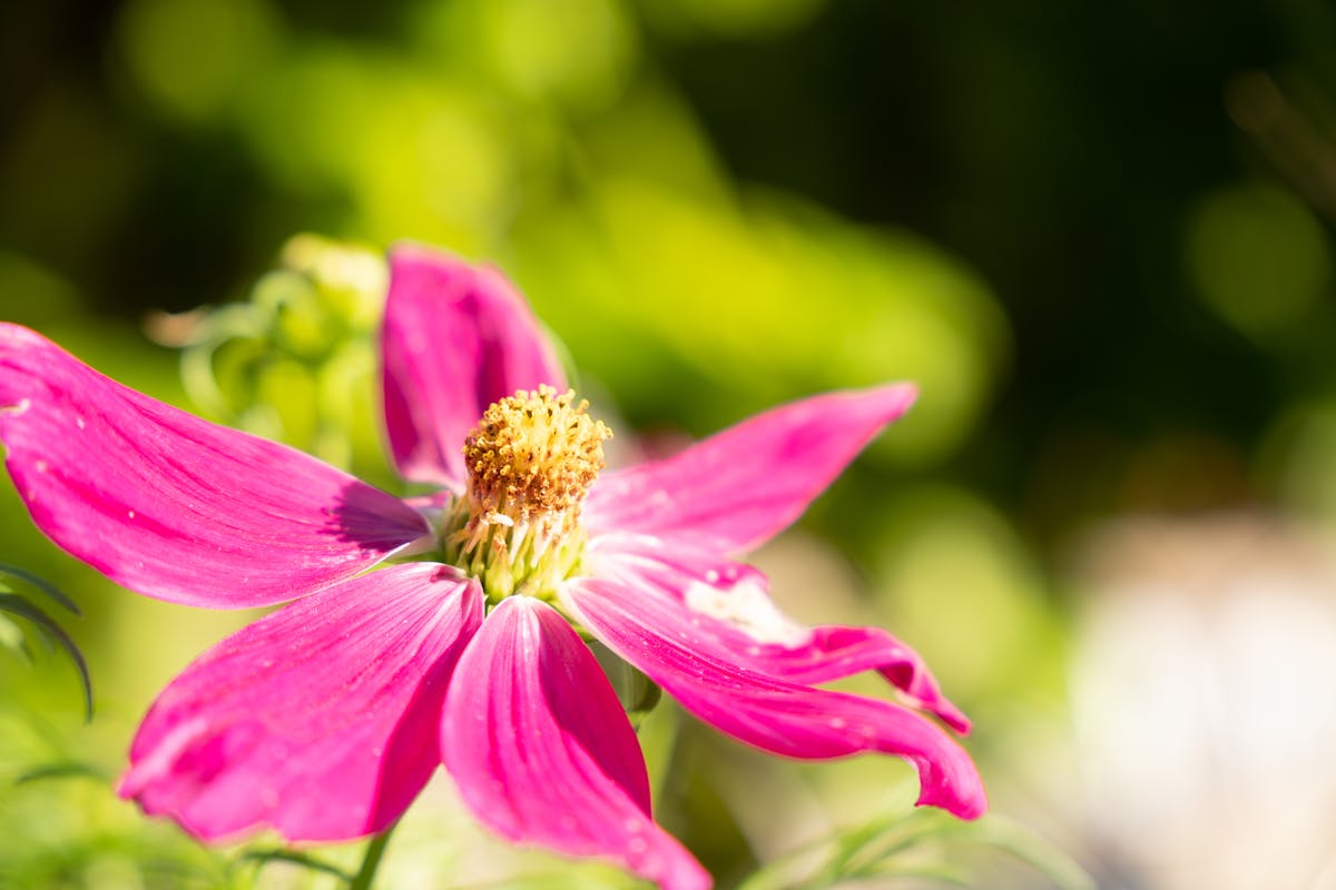 Kiss Flower Wallpaper Photos, Download The BEST Free Kiss Flower