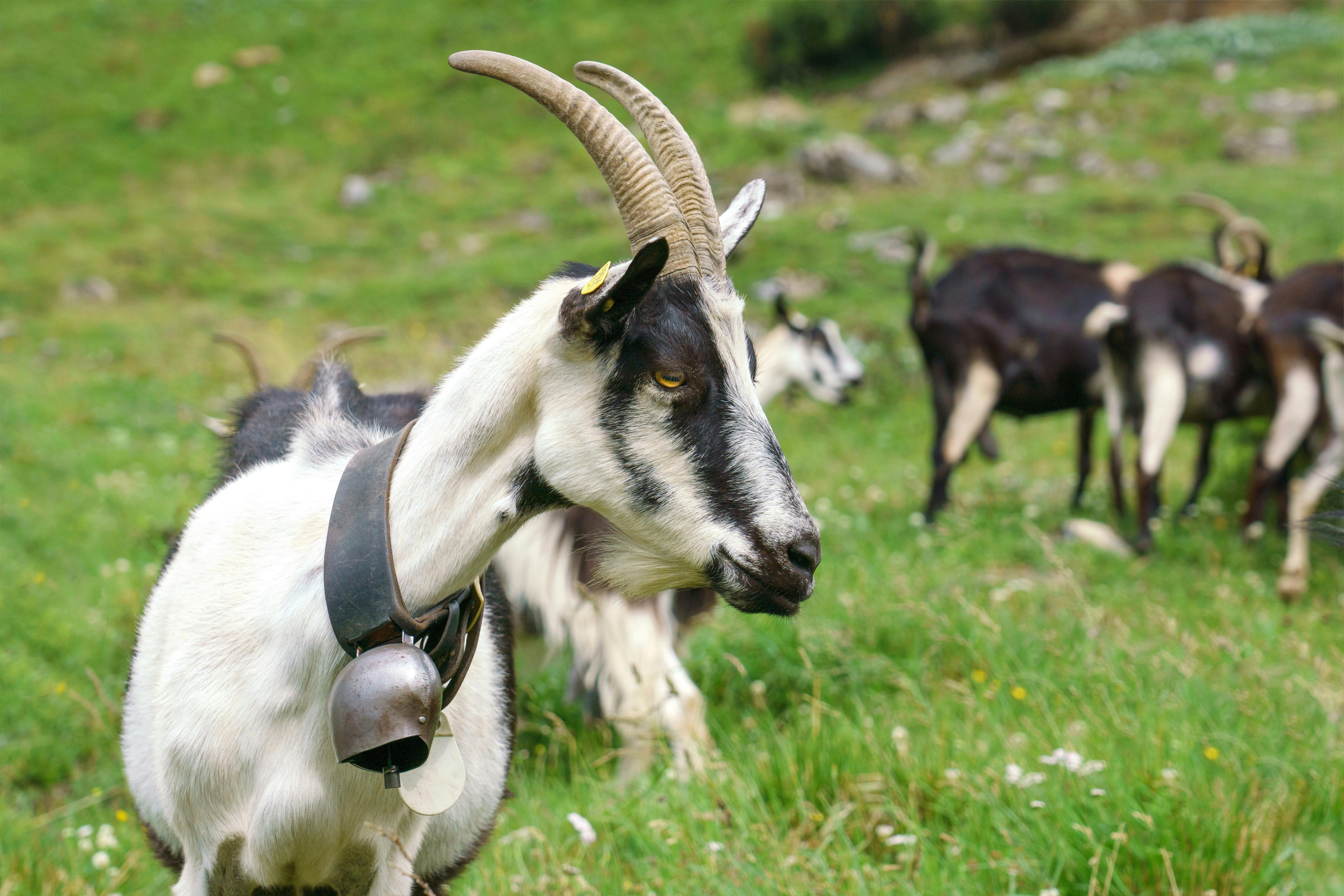 grátis Foto profissional grátis de @exterior, agricultura, alpino Foto profissional