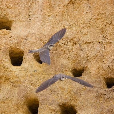 Ceramic swallows