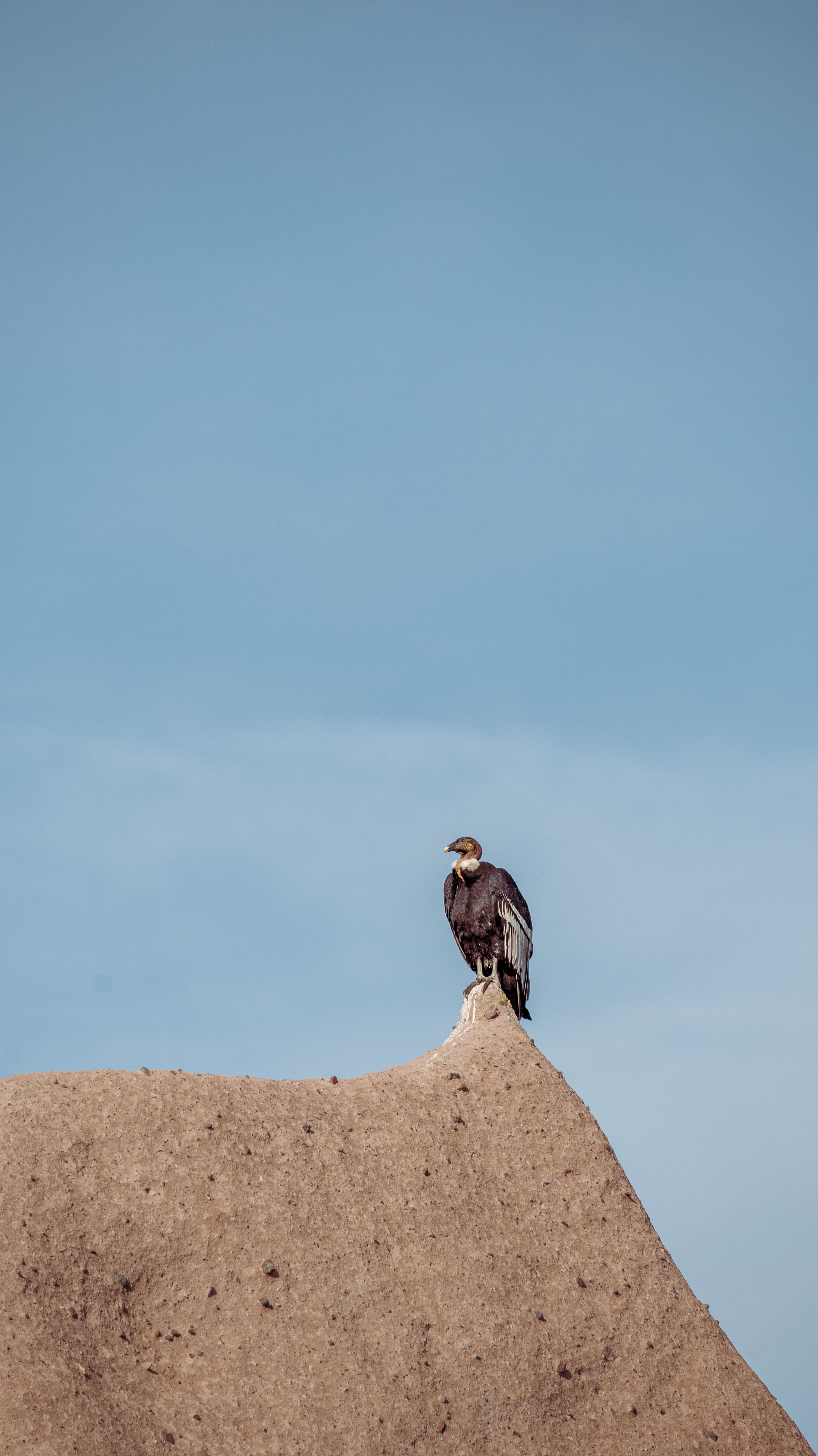Bird of Prey in Nature · Free Stock Photo