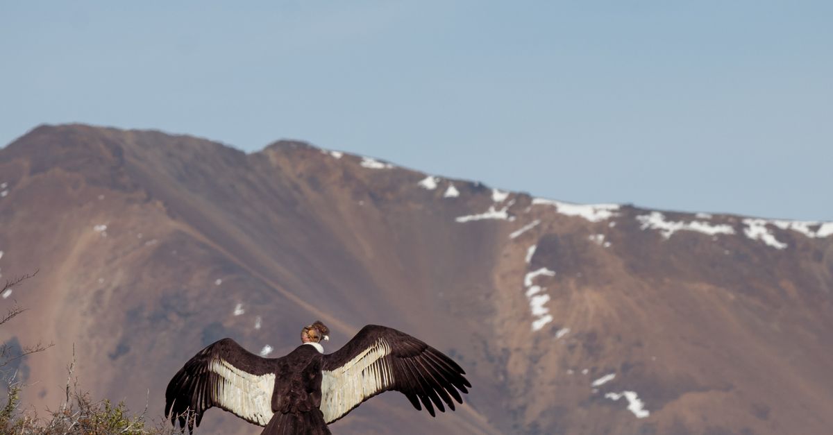 Condor Flying Back View View of a Flying Andean Condor over Mountains · Free Stock Photo