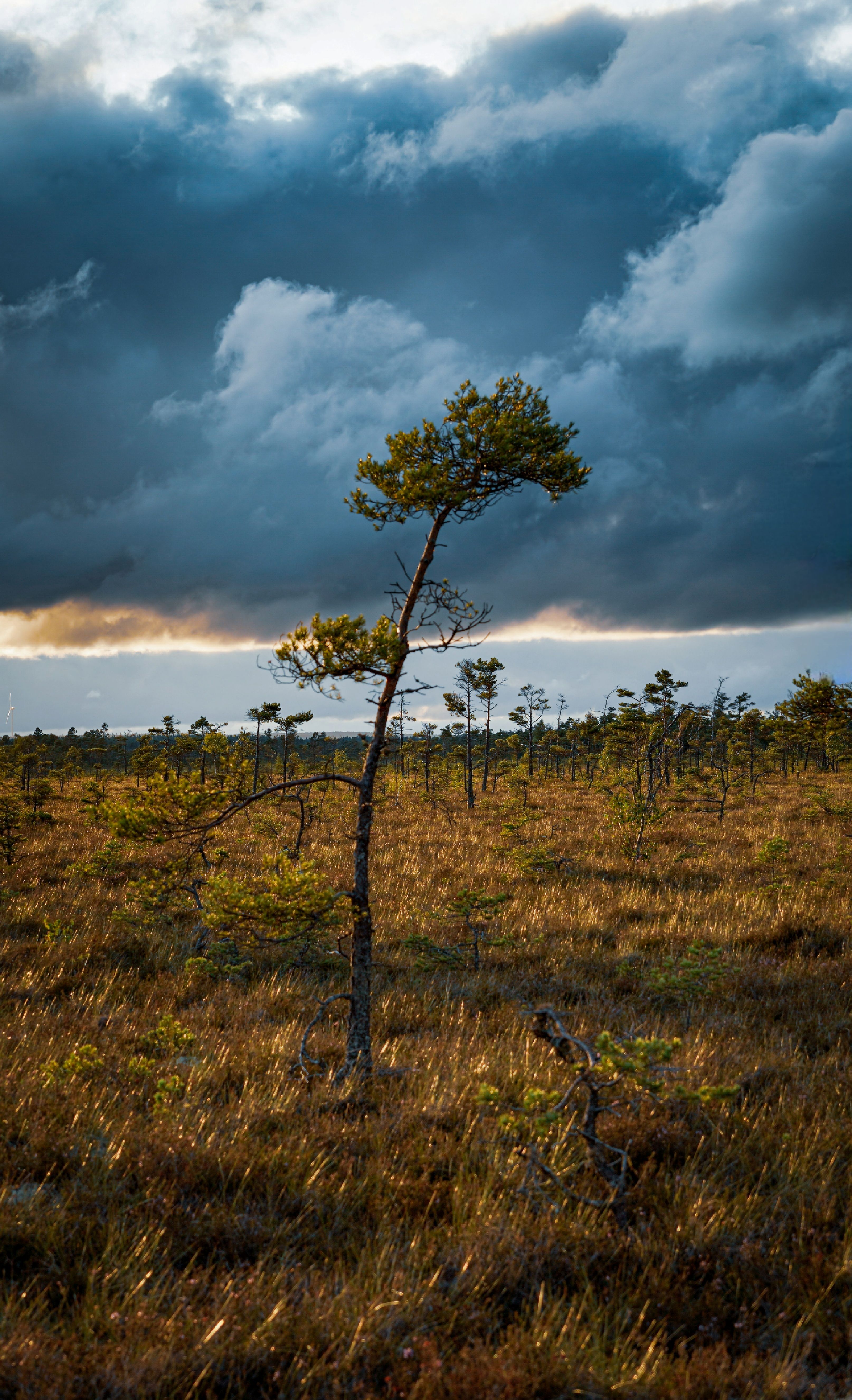 A lone tree stands in a grassy field under a dark sky · Free Stock Photo