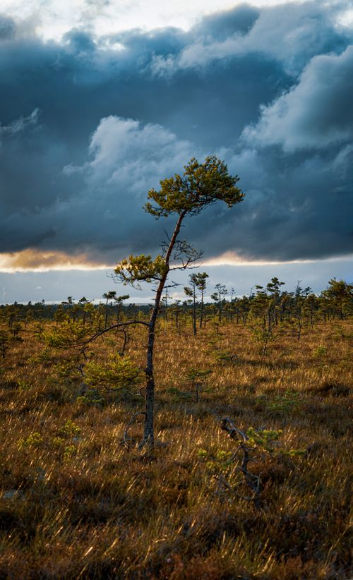 Free A lone tree stands in a moody field under dramatic sunset clouds, capturing rural serenity. Stock Photo