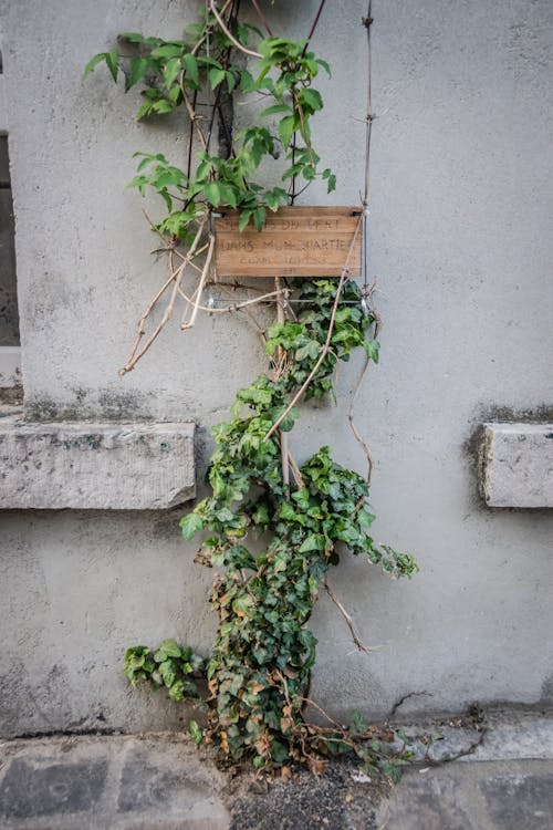 Green-leafed Plants on White Wall