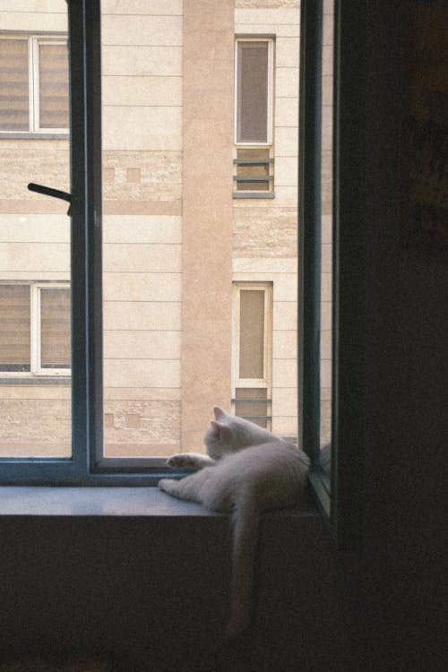 Безкоштовне стокове фото на тему «Windows, багатоквартирний будинок, білий кіт»