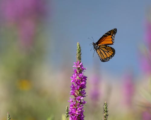 A monarch butterfly is flying over purple flowers