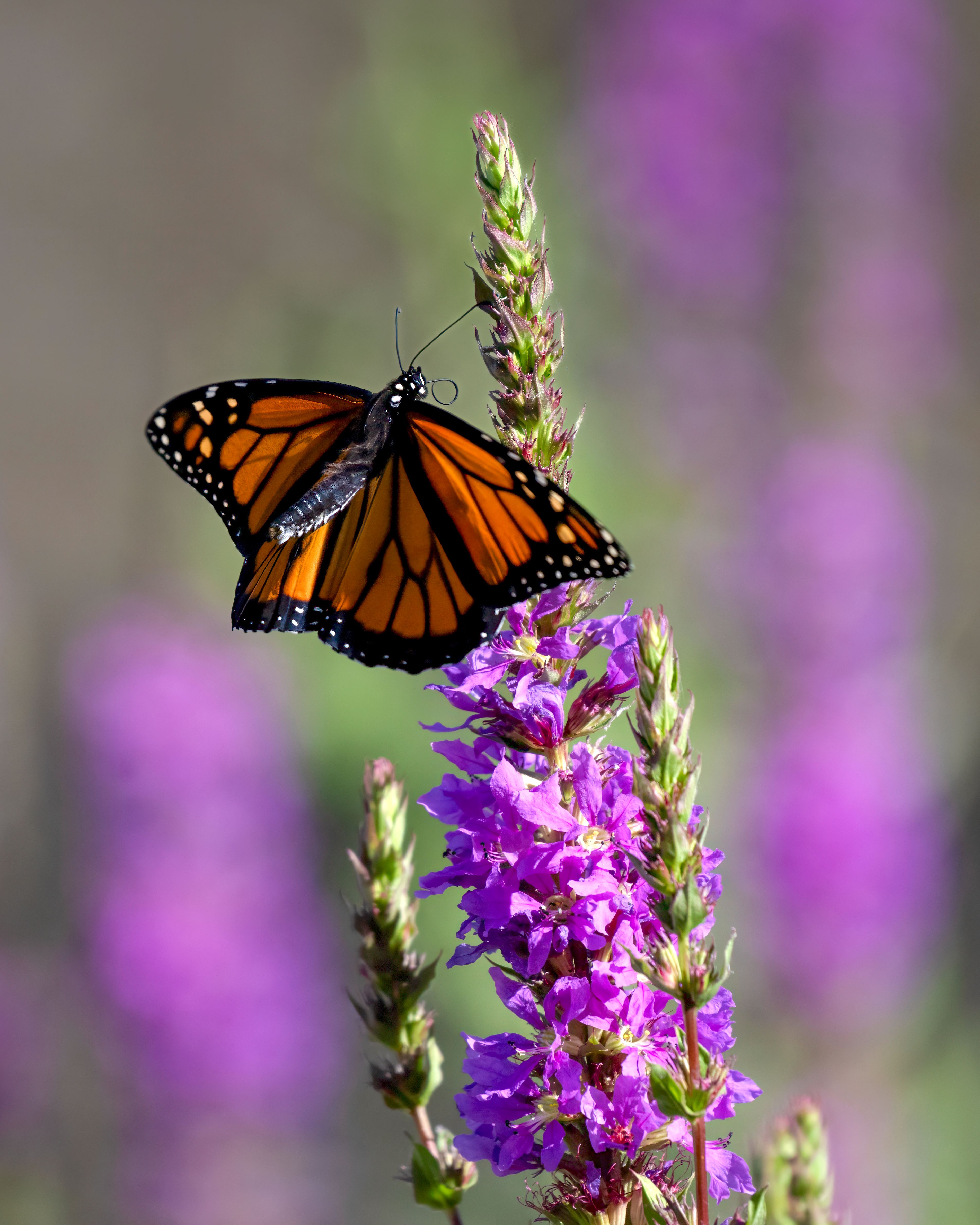 Δωρεάν στοκ φωτογραφιών με bokeh φόντο, danaus plexippus, loosestrife Φωτογραφία από στοκ φωτογραφιών
