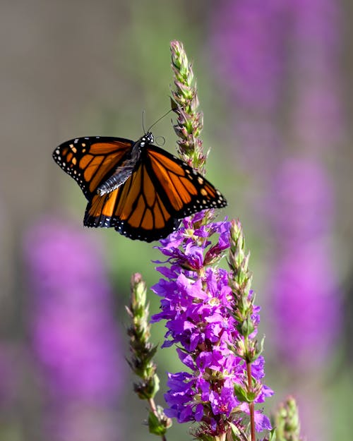 A monarch butterfly is perched on purple flowers