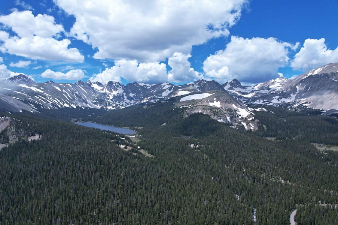 Coniferous Forest in a Mountain Valley 