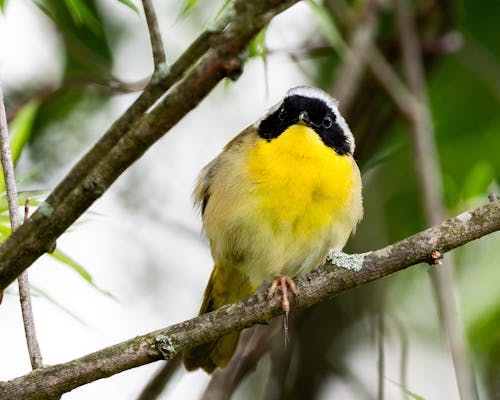 Photos gratuites de nature, oiseau jaune, oiseau perché