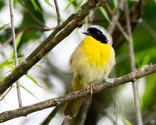 Photos gratuites de nature, oiseau jaune, oiseau perché