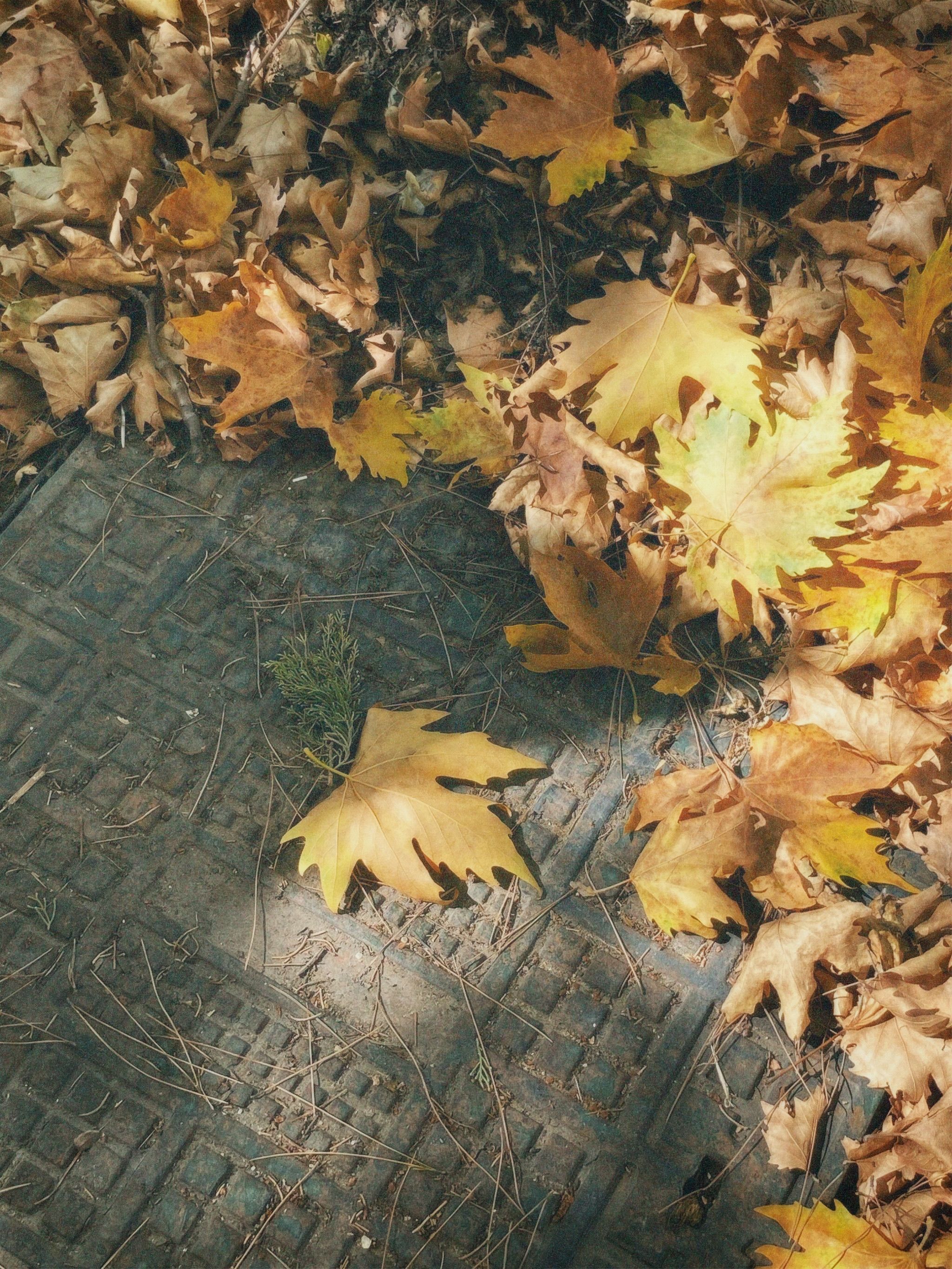 Golden autumn leaves scattered on a stone walkway, capturing the essence of fall.. golden, autumn, leaves