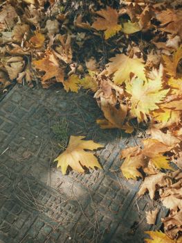 Golden autumn leaves scattered on a stone walkway, capturing the essence of fall.. golden, autumn, leaves