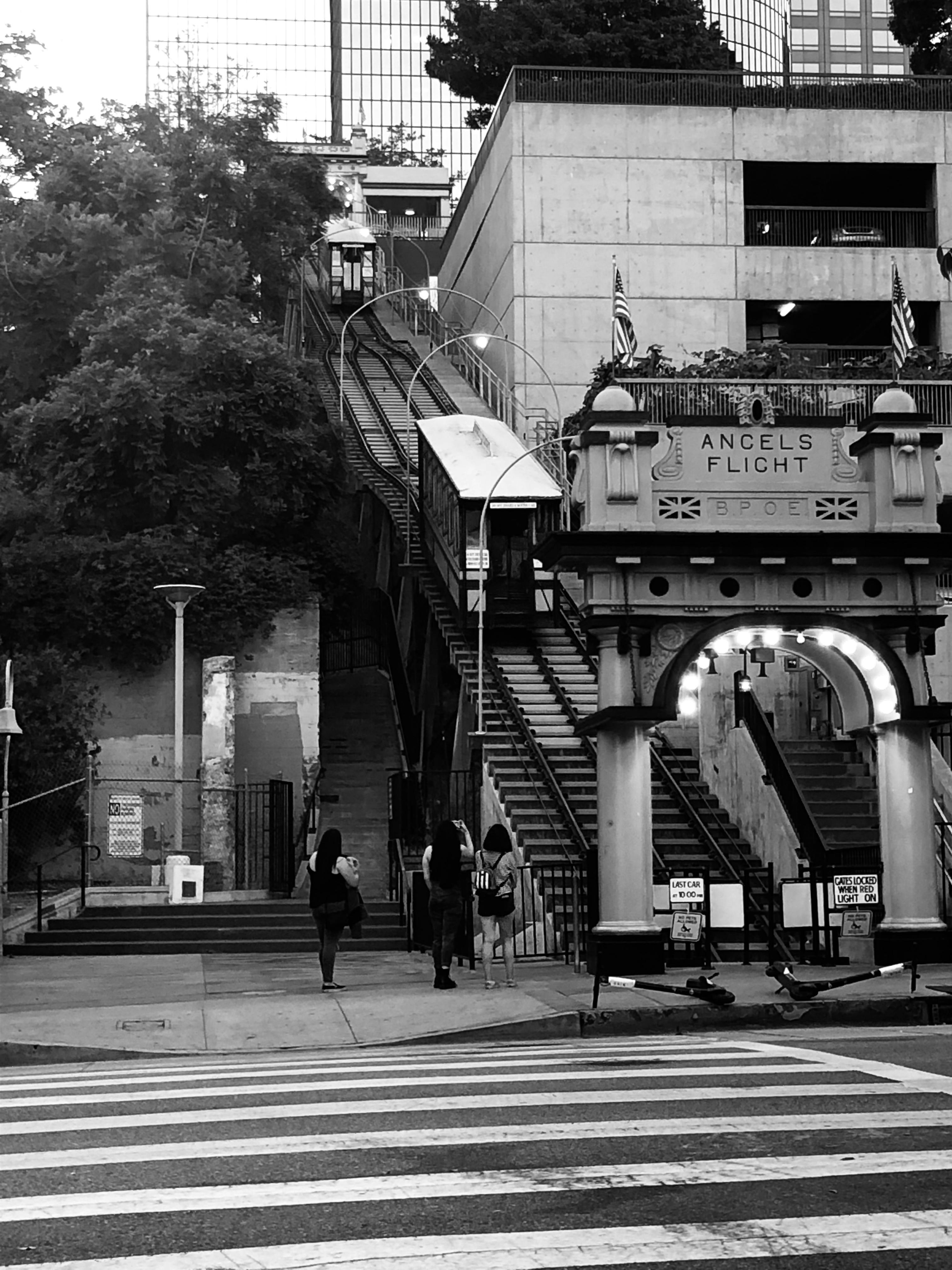 Gratuit Imagine de stoc gratuită din alb-negru, America de Nord, arbori Fotografie de stoc