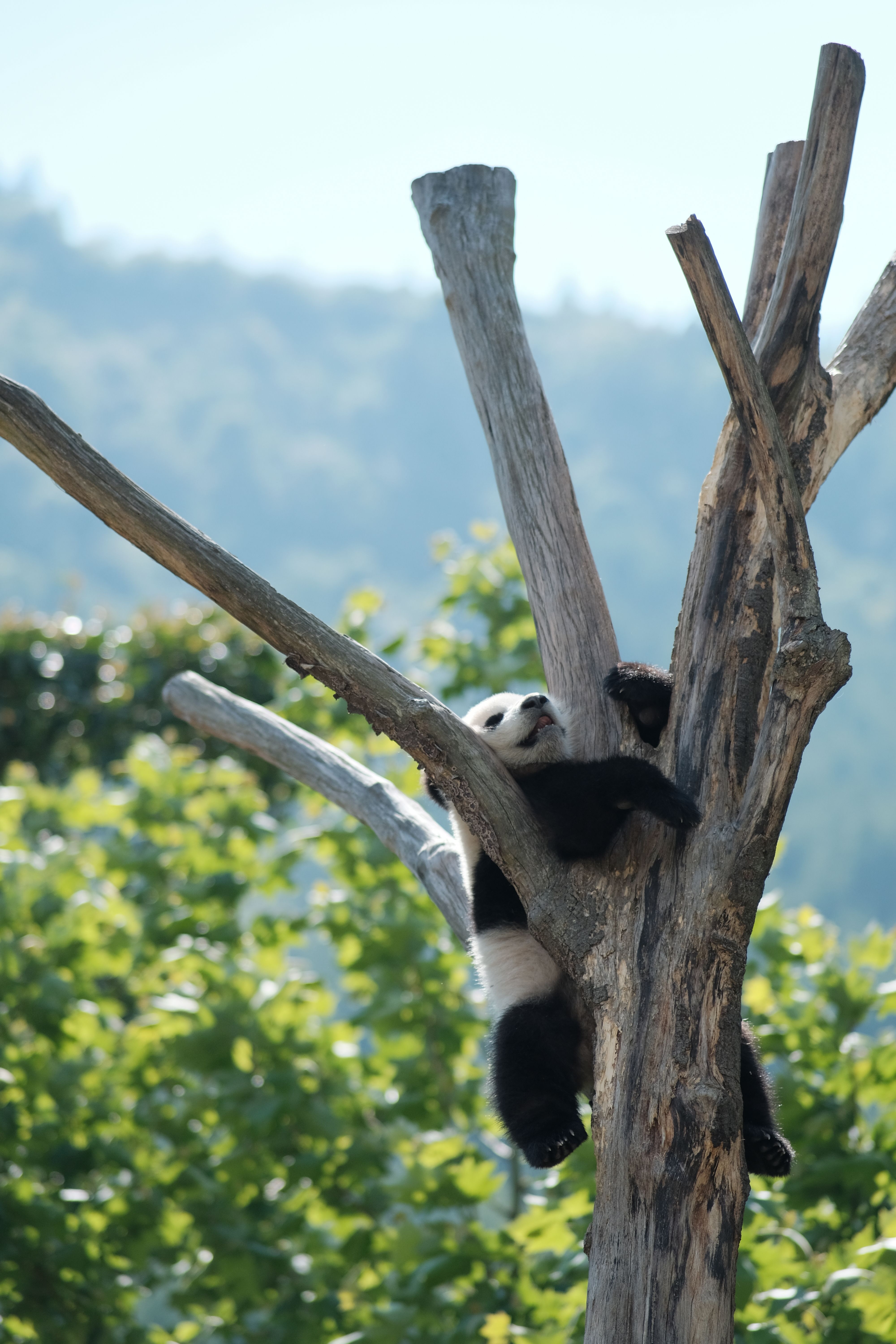 bezplatná Základová fotografie zdarma na téma ailuropoda melanoleuca, biodiverzity, černý a bílý medvěd Základová fotografie