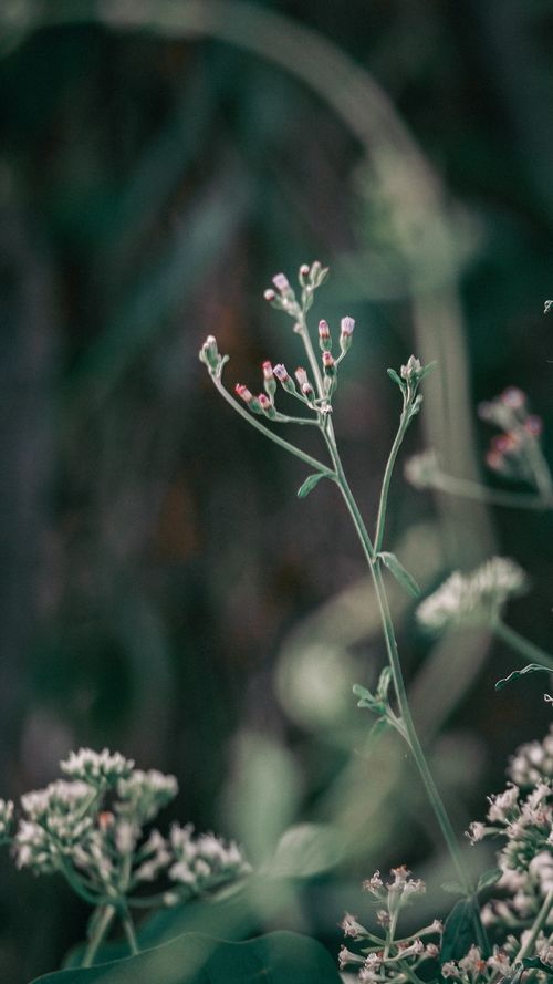 Free Close-up of delicate wildflowers in a tranquil field setting, showcasing nature's beauty. Stock Photo
