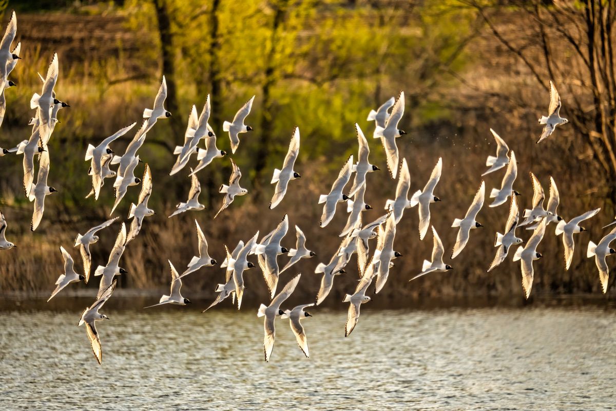 El Gran Viaje de los Pájaros Migratorios