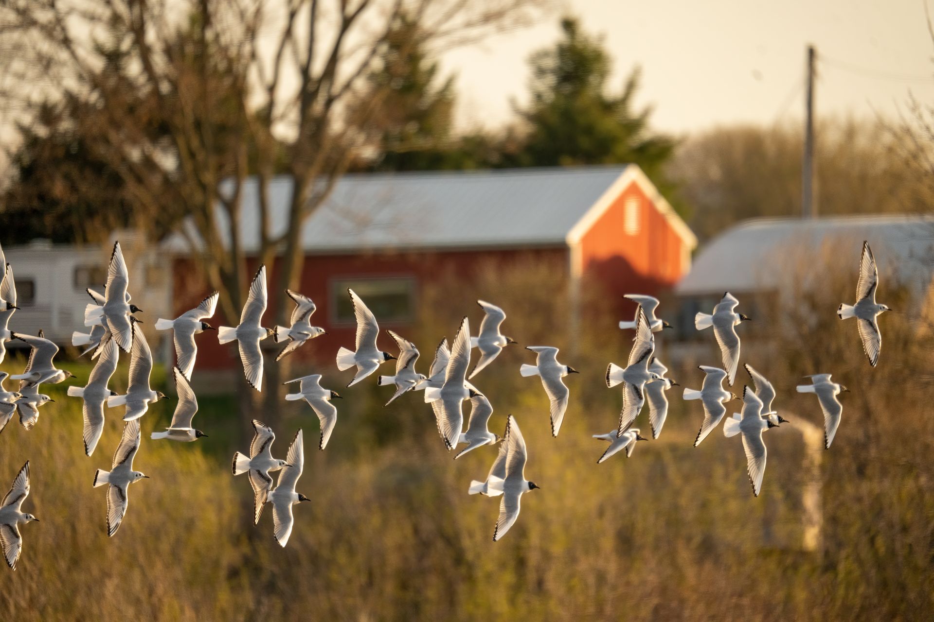 A flock of birds in flight over a rural countryside landscape during sunset in Wabasha, Minnesota.
