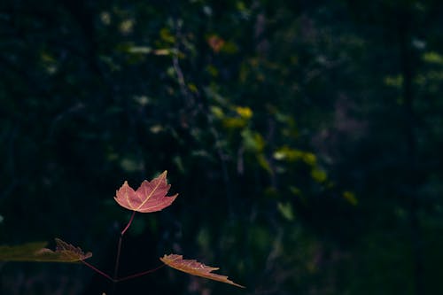 紅色, 綠色, 落葉 的 免費圖庫相片