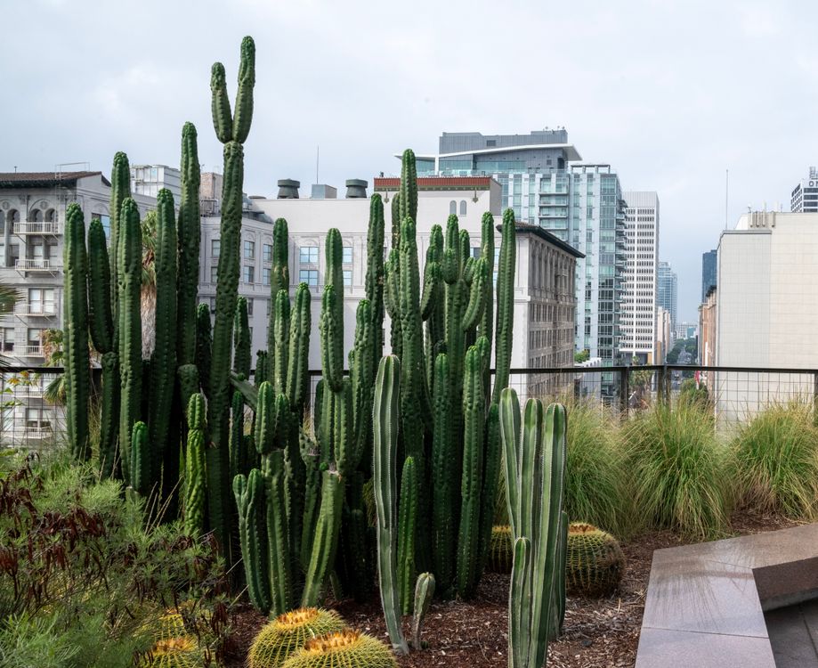 A cactus plant is in the middle of a city  Free Stock Photo