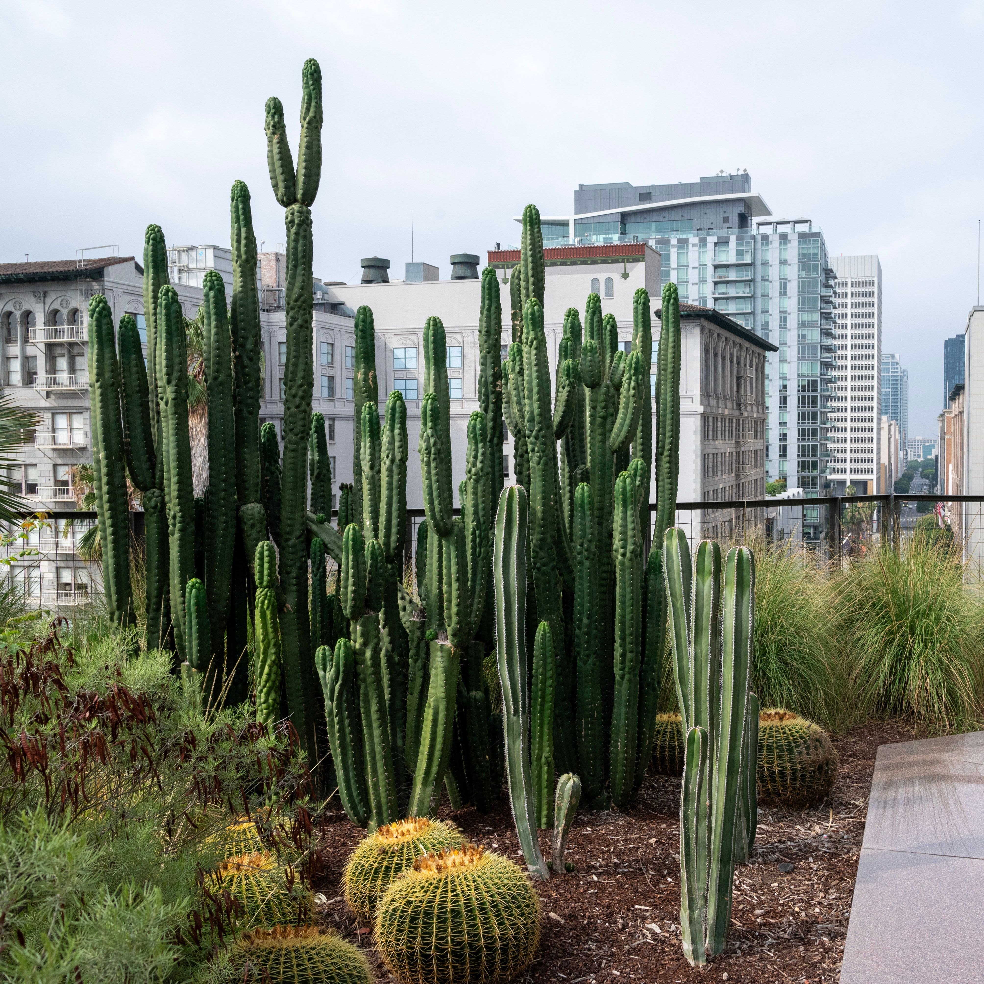 A cactus plant is in the middle of a city  Free Stock Photo