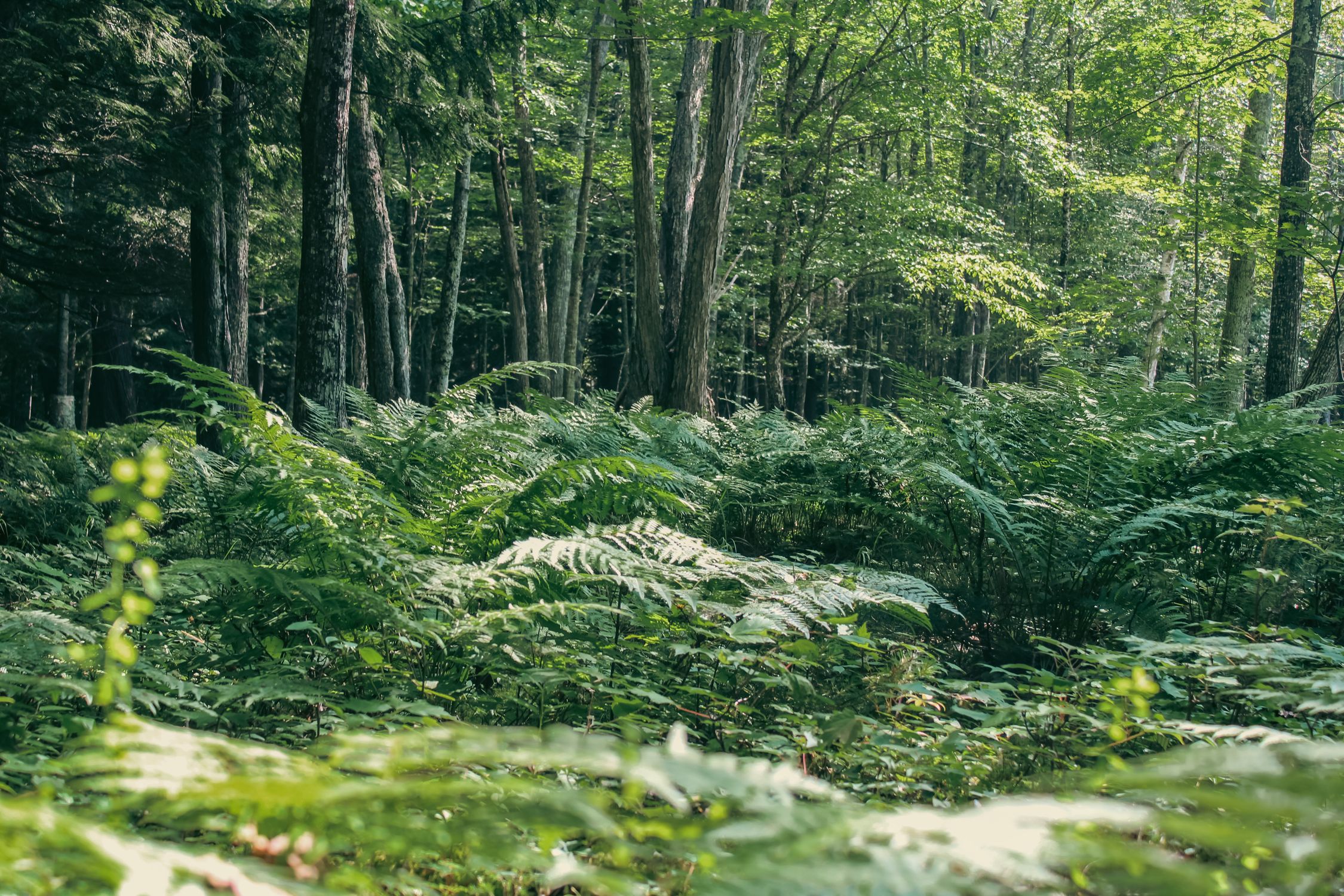A forest with ferns and trees in the background · Free Stock Photo