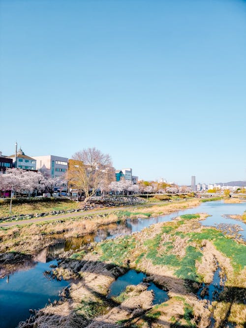 Ingyenes stockfotó cseresznyevirágok, daejeon, Dél-Korea témában