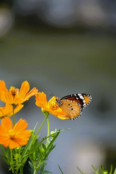 image.mefiz.com