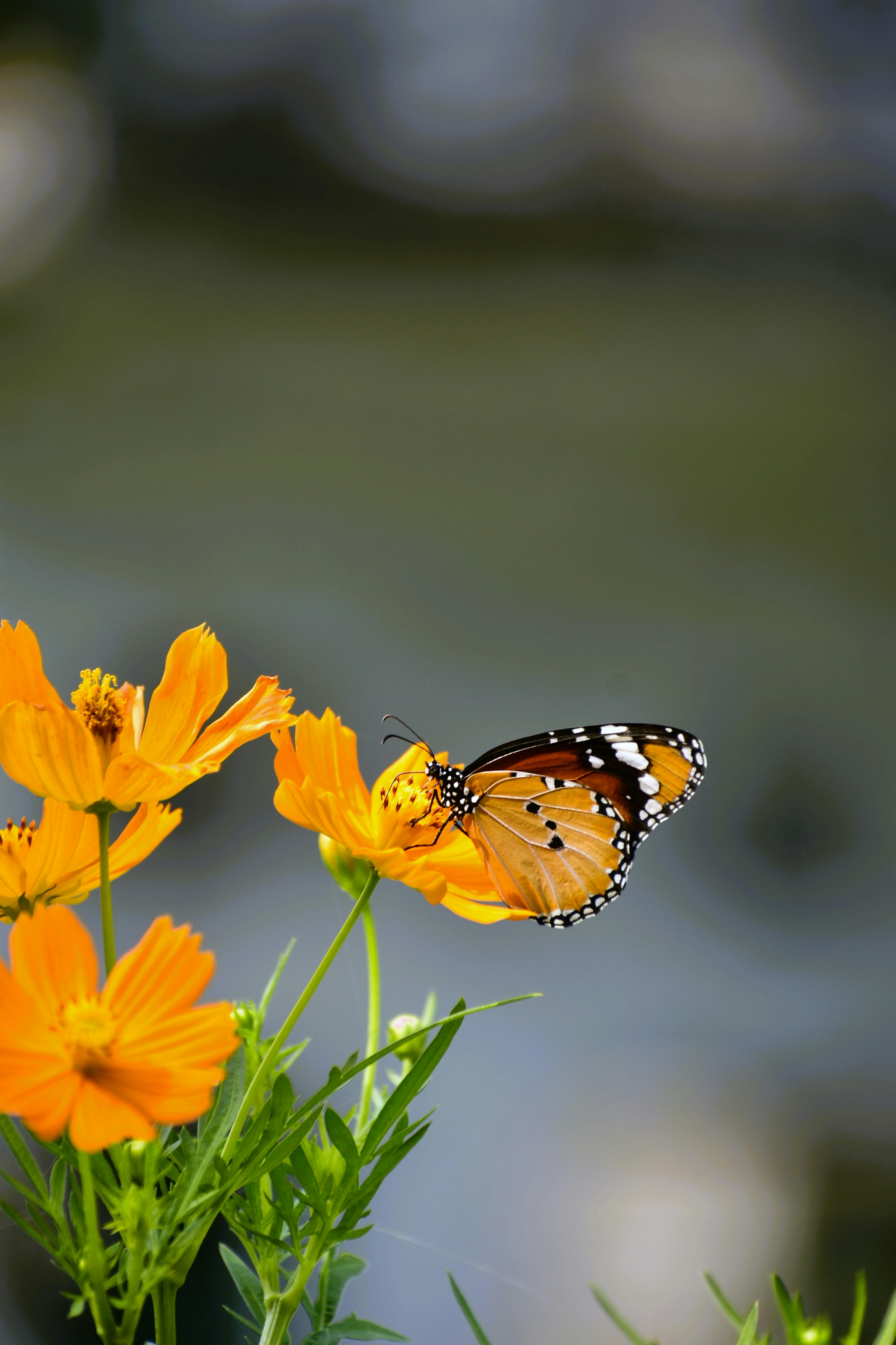 Butterfly · Free Stock Photo, image size:4000x6000