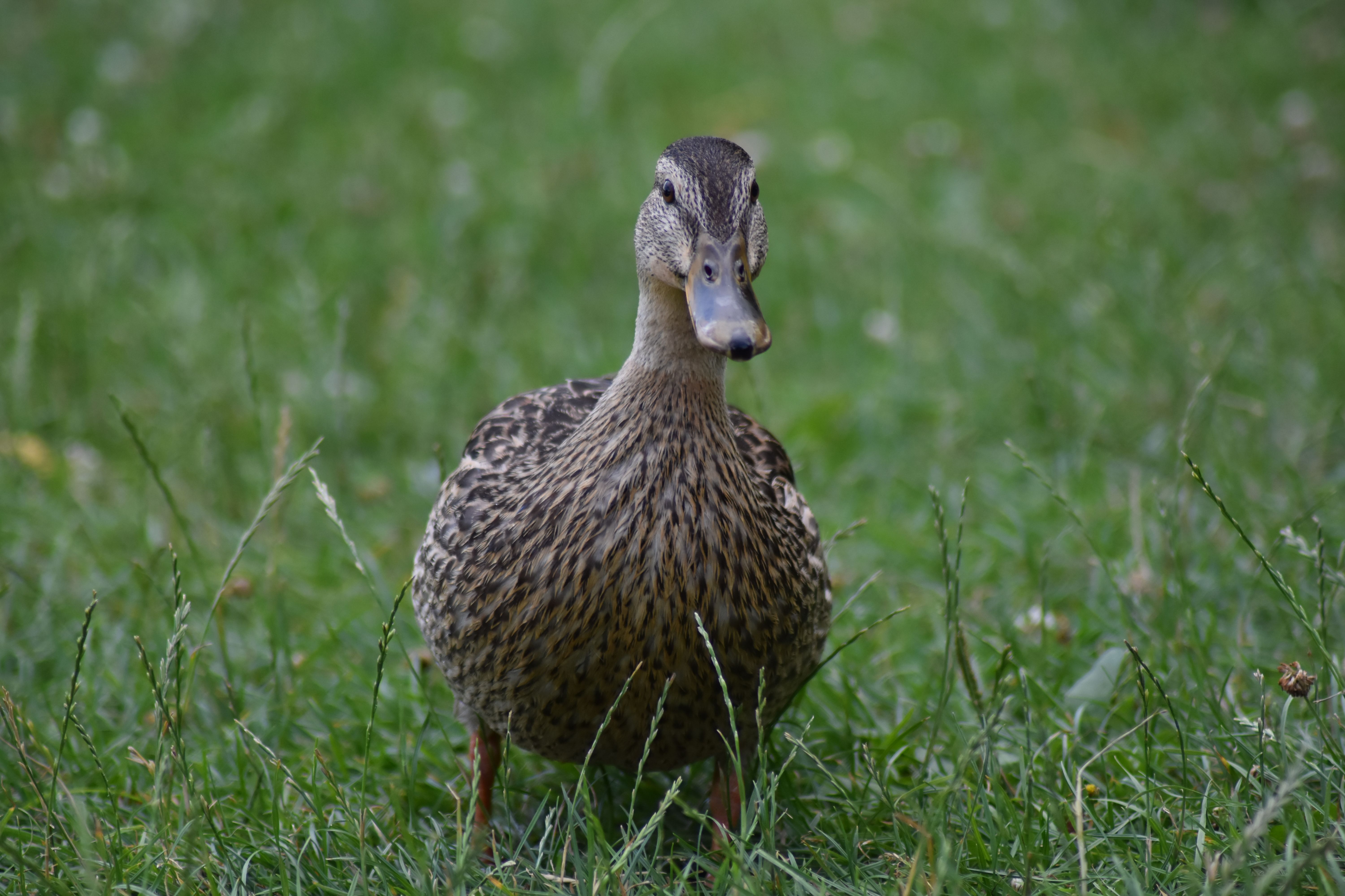 A duck standing in the grass · Free Stock Photo