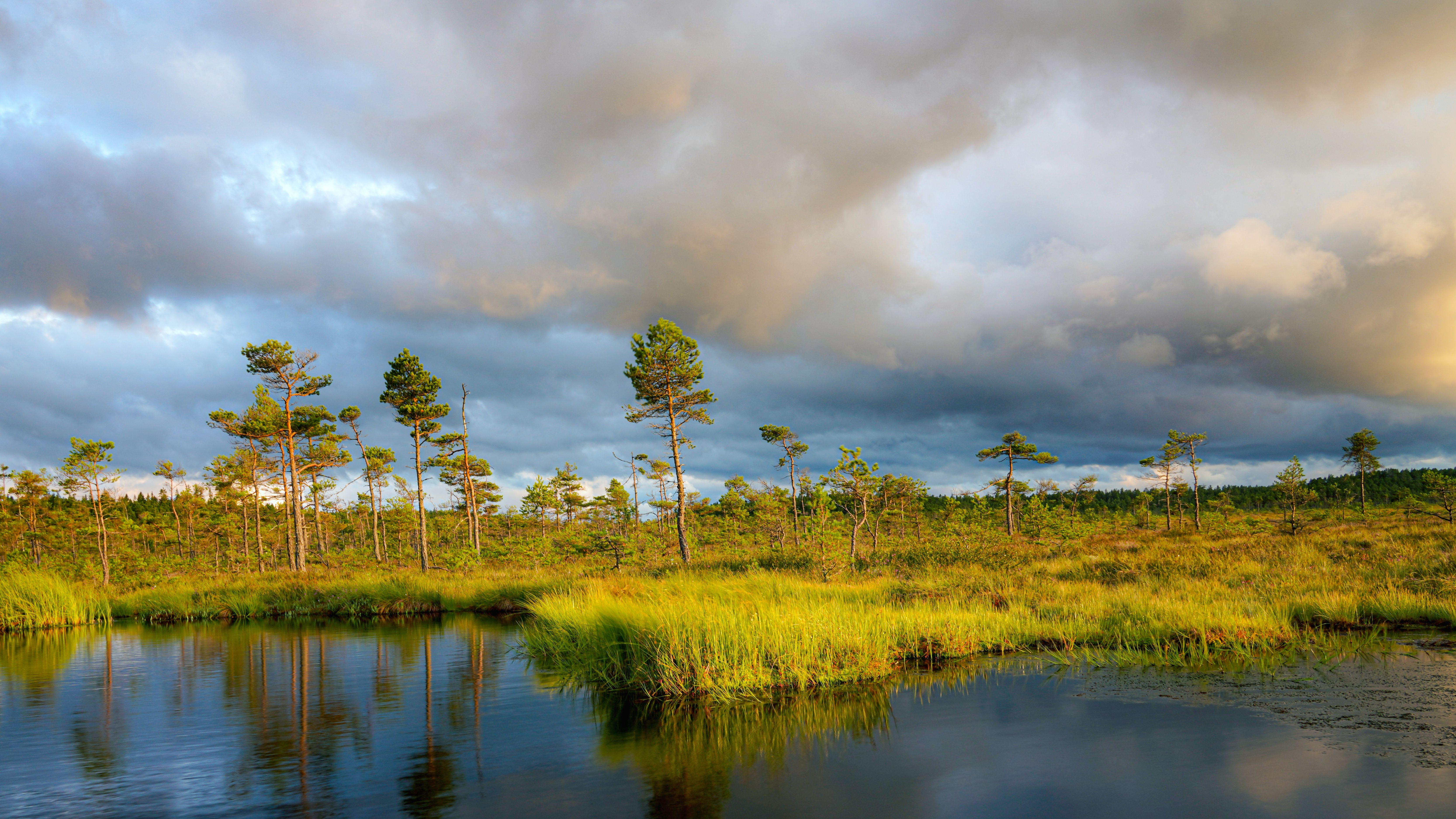 Campylobacter in Sweden: Analyzing Trends and Prevention Strategies