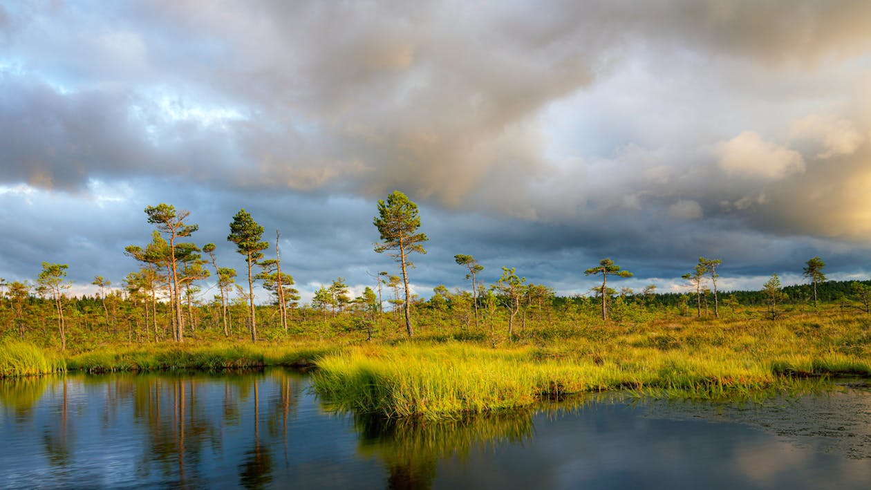 A marsh with trees and grass under a cloudy sky