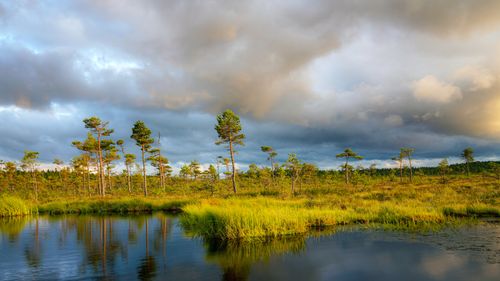 Free Tranquil view of Swedish wetlands with reflection of trees and dramatic sky at sunset. Stock Photo