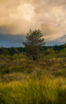A tranquil scene of a solitary tree in a grassy field during sunset in Sweden.