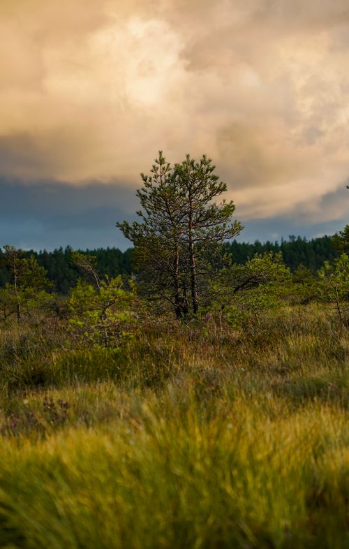 Free A tranquil scene of a solitary tree in a grassy field during sunset in Sweden. Stock Photo