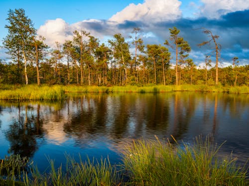 A pond surrounded by trees and grass