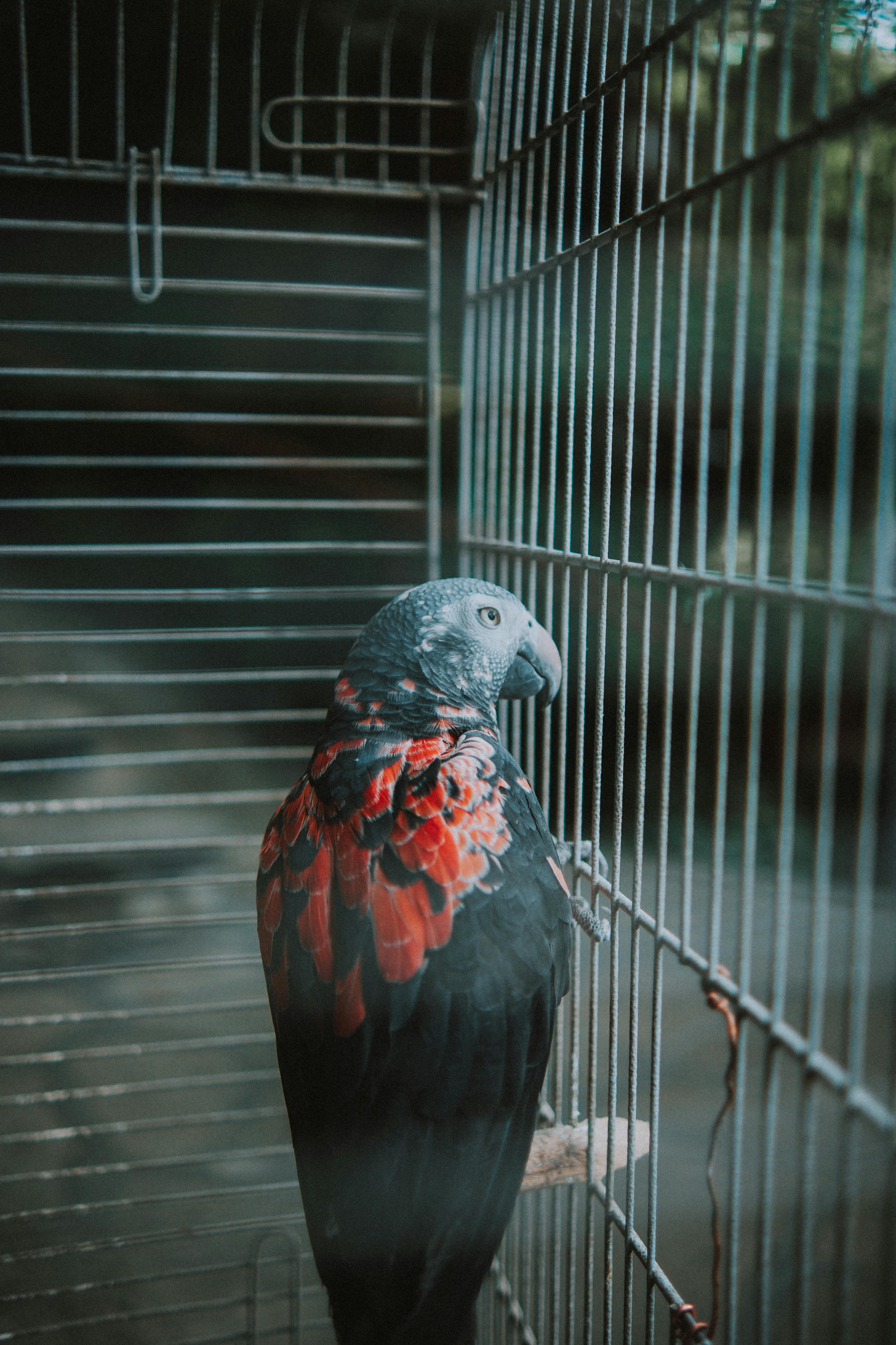 A red and black parrot sitting in a cage