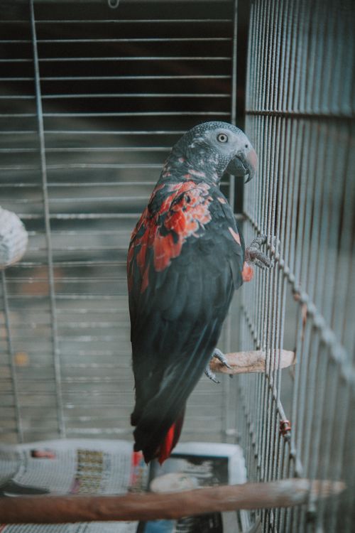Free Striking black parrot with red markings perched in a cage, showcasing its vibrant colors and exotic beauty. Stock Photo