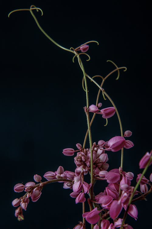 꽃, 분홍색의 무료 스톡 사진