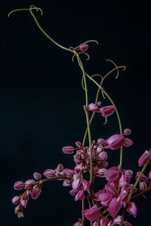 Kostenloses Stock Foto zu blumen, pink