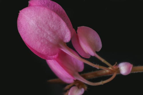 Kostnadsfri bild av blommor, makro, rosa
