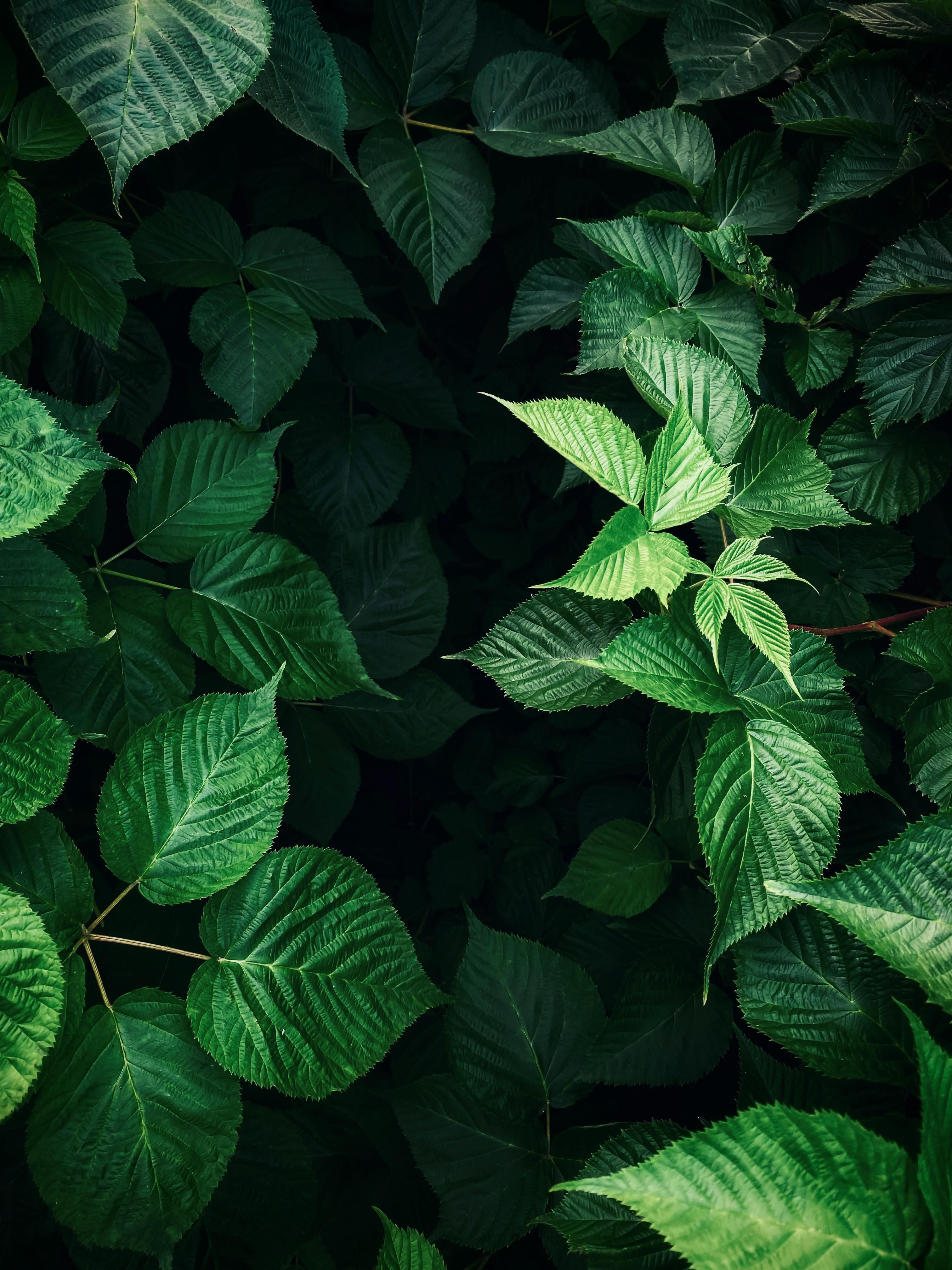 Texture Color Vine Photos, Download The BEST Free Texture Color Vine ...