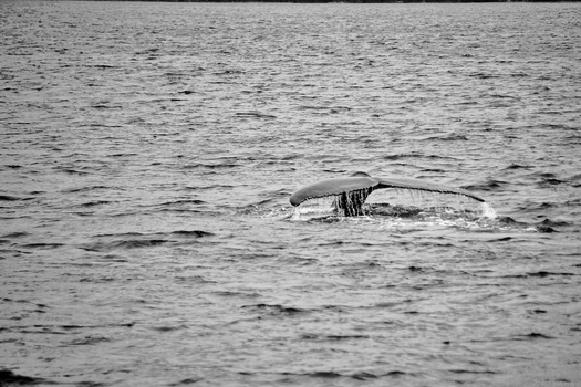Black and white photo of a whale tail emerging from the ocean surface.