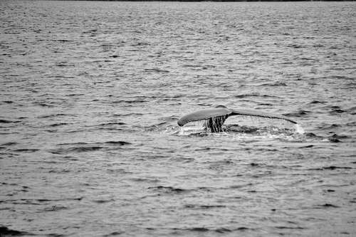 Free Black and white photo of a whale tail emerging from the ocean surface. Stock Photo