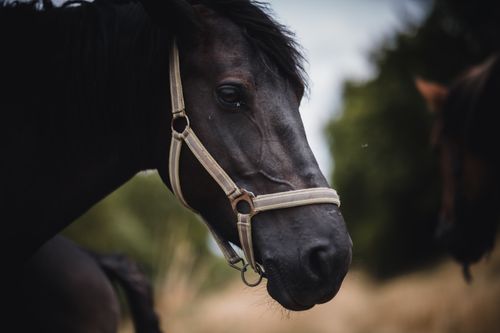 Free A detailed close-up portrait of a black horse with a bridle, showcasing its calm demeanor in a natural outdoor setting. Stock Photo