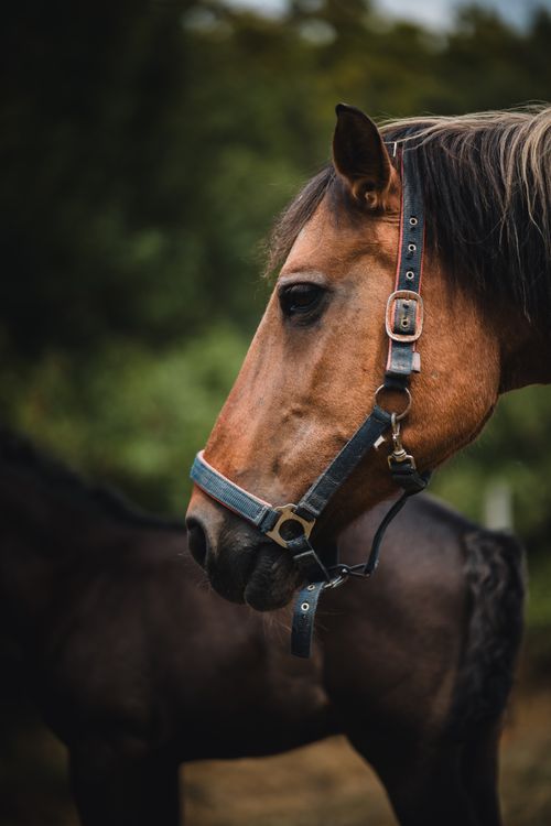 Free Captivating portrait of a brown horse with a leather bridle against a blurred greenery background. Stock Photo