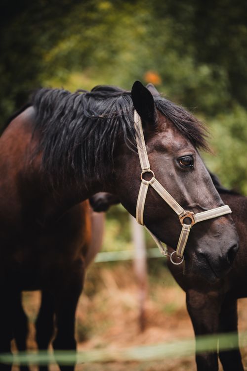 Free Close-up portrait of a dark horse in a green pasture, highlighting its calm demeanor. Stock Photo
